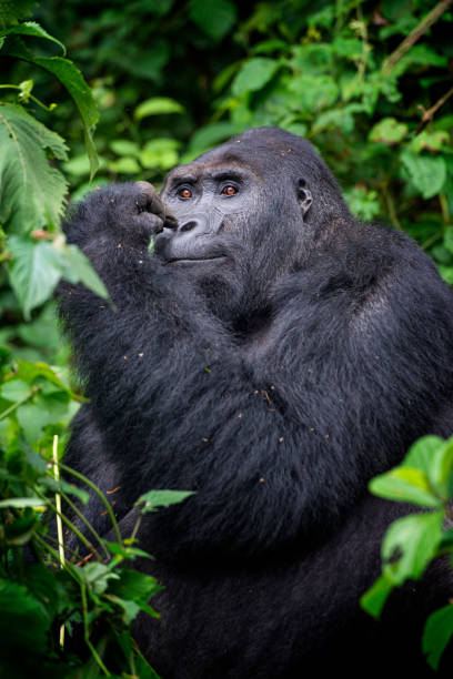 istock Silverback Gorilla is feeding, wildlife shot, Congo 1253530295