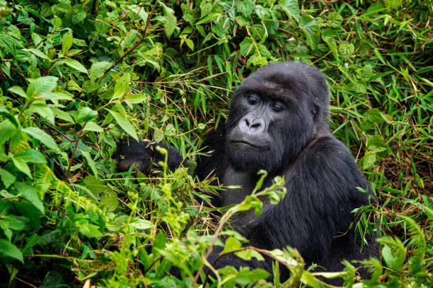 istock Silverback Gorilla is feeding, wildlife shot, Congo 1253530322