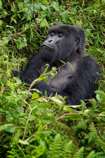 istock Silverback Gorilla is feeding, wildlife shot, Congo 1253530429