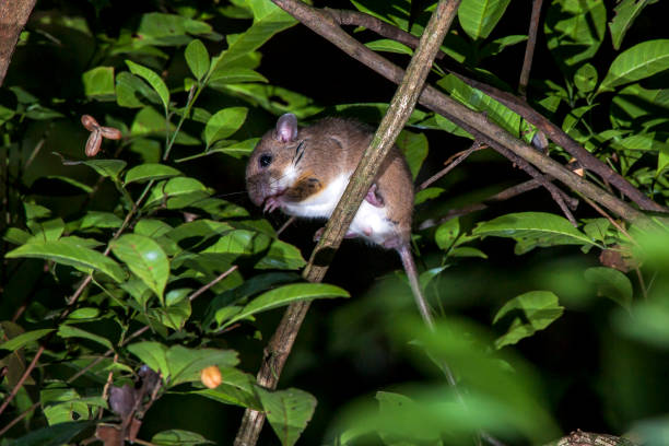 istock Atlantic Forest climbing mouse photographed in Linhares, Espirito Santo. 1253530562