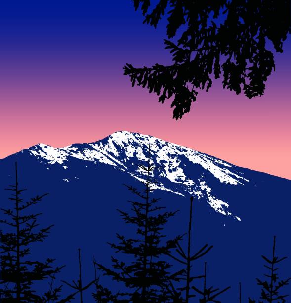 Panorama of mountains. Panorama of mountains. Silhouette of mountains with snow and coniferous trees on the background of colorful sky. Sunset. Violet and pink tones. silhouette evergreen tree back lit pink stock illustrations