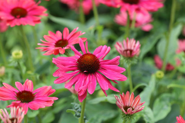 istock Red gerbera flower under natural sunlight in garden with blurred background 1253531760