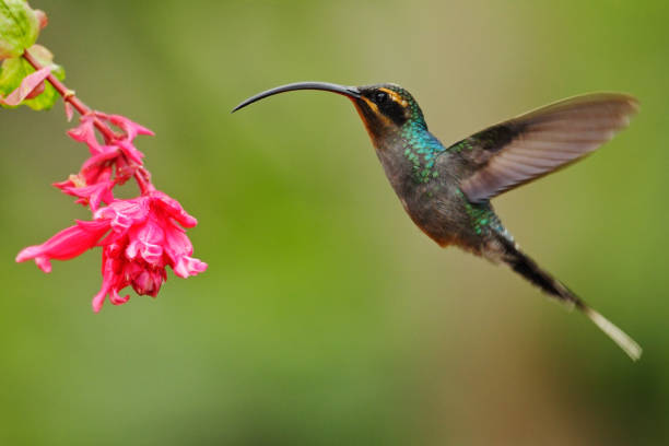 istock Hummingbird with long beak, Green Hermit, Phaethornis guy, clear light green background, action flying scene in the nature habitat, nice pink flower bloom, Panama 1253532181