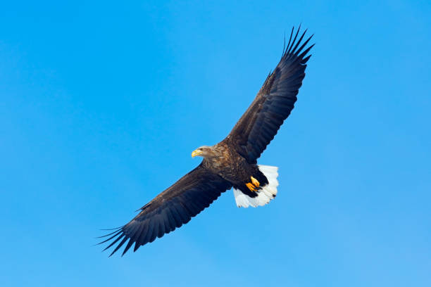 istock White-tailed eagle, Haliaeetus albicilla, big bird of prey on thy dark blue sky, with white tail, Japan 1253532217