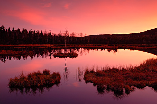Early morning before sunrise, twilight with pink and violet light, water lake in the forest swamp, with grass islands, spruce forest, Chalupska slat, Sumava, Czech national park, Czech republic