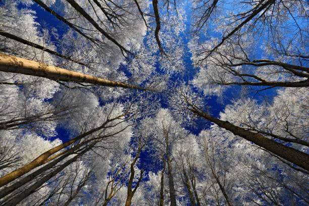istock Winter landscape with rime treetop and dark blue sky 1253532274
