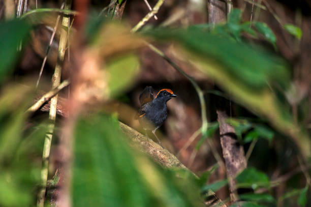 galinha-do-mato (formicarius colma) | antthrush z rufousem - formicarius zdjęcia i obrazy z banku zdjęć