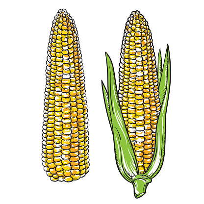 Vintage Detailed hand drawn Corn. Engraving style vector corn. Isolated Vegetable engraved style object. Vegetarian food drawing. Farm market product for menu and label.
