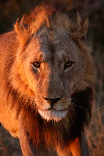 男性ライオン。アフリカ ボツワナ オカバンゴ デルタ - 5899 ストックフォトと画像
