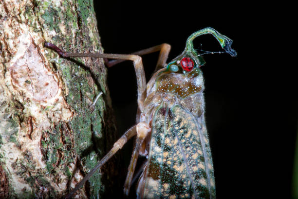 istock Cicada photographed in Linhares, Espirito Santo. 1253534610