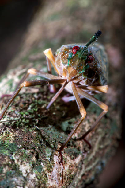 istock Cicada photographed in Linhares, Espirito Santo. 1253534846