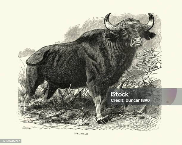 Gaur Or Indian Bison Bull Cattle Stock Illustration - Download Image Now -  Bison - Cattle, Illustration, Archival - iStock