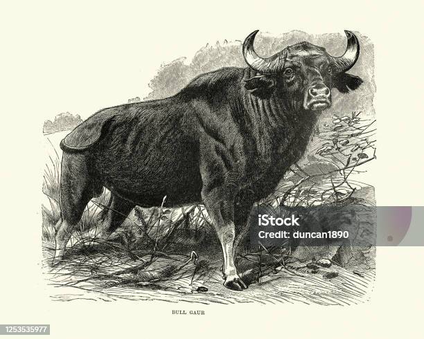 Gaur Or Indian Bison Bull Cattle Stock Illustration - Download Image Now - Bison - Cattle, Illustration, Archival - iStock Gaur Or Indian Bison Bull Cattle Stock Illustration - Download Image Now - Bison - Cattle, Illustration, Archival - iStock