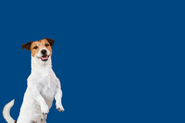 istock Dog begging for food or treat standing on hind legs against solid color backdrop 1253535986