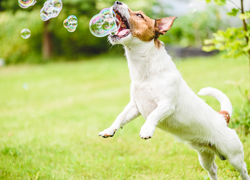 Jack Russell Terrier trying to catch bubbles with its mouth