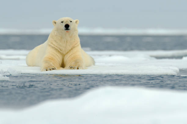 istock Lying polar bear on drift ice arctic Svalbard 1253536107