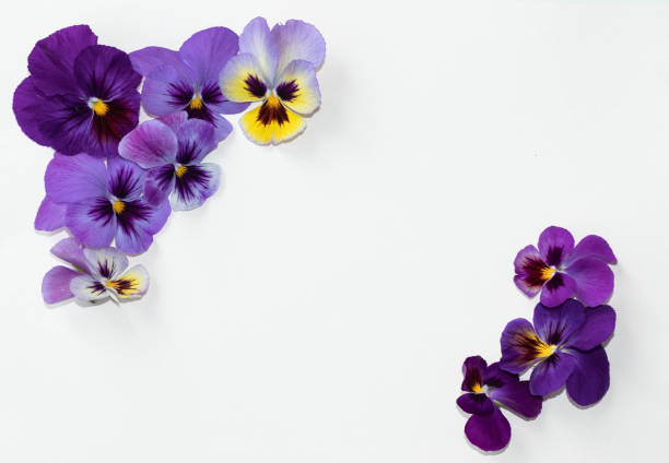istock Viola tricolor flower composition on colored background. Floral arrangement, design element. Holiday concept. Top view, flat lay. 1253536782