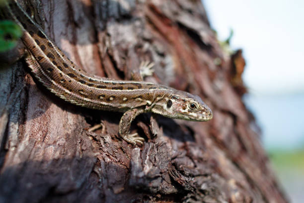 istock Green forest lizard, sitting on a tree. Wild lizard green. A brown-green lizard sits on a tree. Zootoca vivipara. Lizard from central Europe. 1253537000