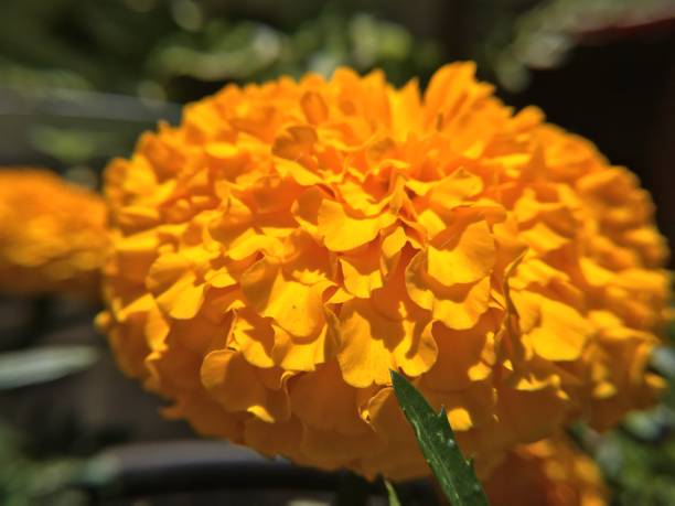 orange african marigold closeup in the garden - san diego, ca samuel howell stock pictures, royalty-free photos & images