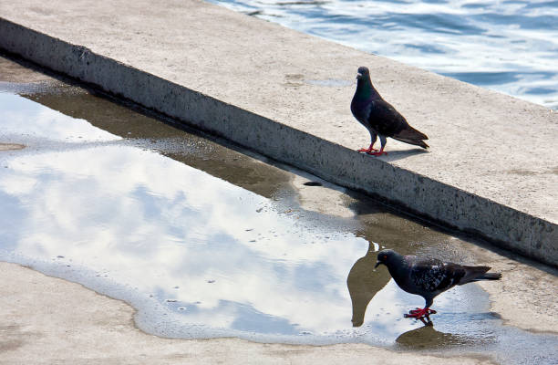 istock Thirsty pigeon drinks water from a puddle on a city square 1253538428