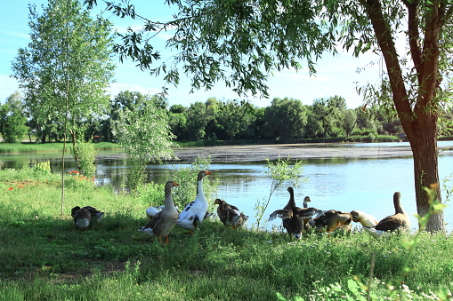Geese in the park on the background of the lake and the road. Farm animals or ranch. Stock image about background