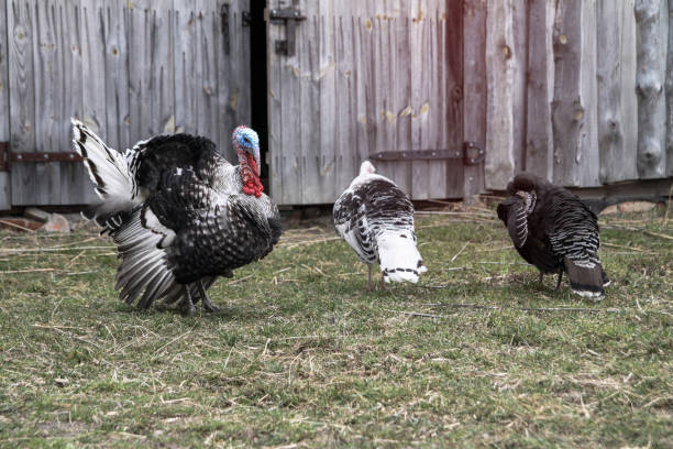 Group of turkeys on a farm walk in nature. Pets in a protected park. stock photo