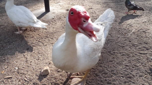 istock Duck in the woods 1253540288