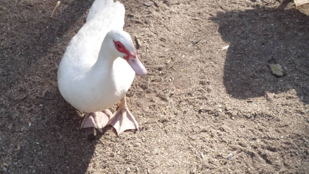 istock Duck in the woods 1253540292