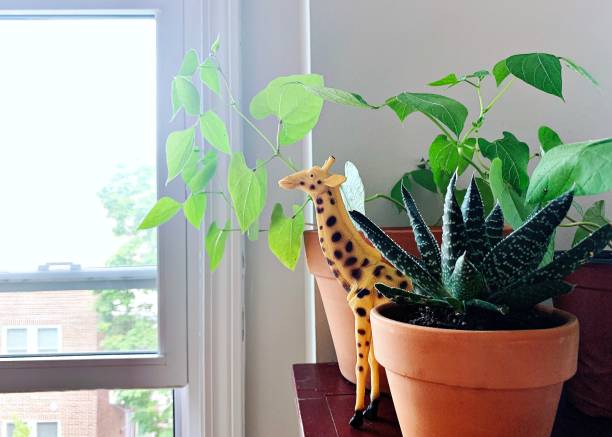 Fun with toy giraffe in indoor garden