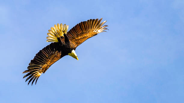 istock Bald eagle gliding against blue sky and white wispy clouds. A bald eagle soaring over Alaska Bay near Homer. 1253542318