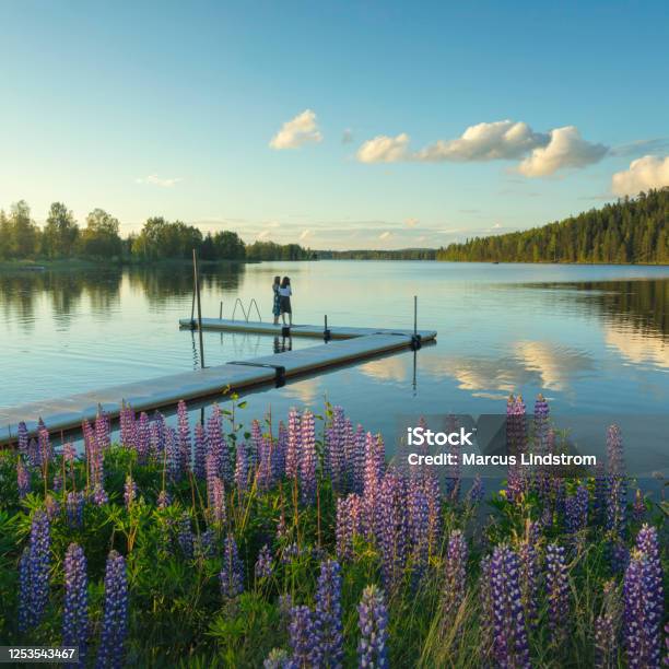 Summer Evening At The Lake Stock Photo - Download Image Now - Sweden, Summer, Landscape - Scenery
