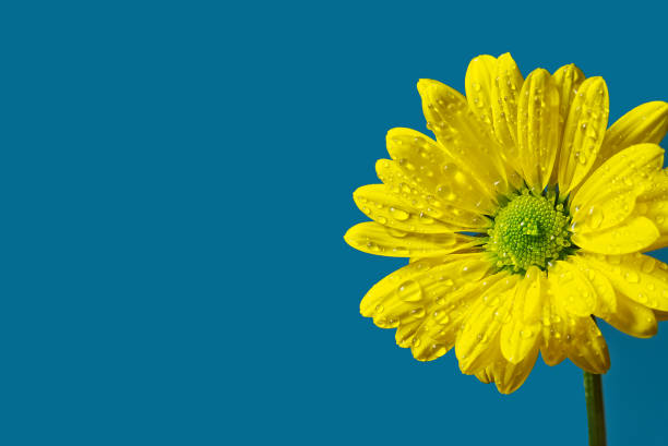 einzelne frische gelbe chrysantheme, nahaufnahme, gelbe gänseblümchen blumen isoliert auf türkischem farbhintergrund. - chrysanthemum macro close up single object stock-fotos und bilder