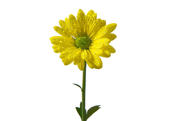 einzelne frische gelbe chrysantheme, nahaufnahme, gelbe gänseblümchen blüten isoliert auf weiß. - chrysanthemum macro close up single object stock-fotos und bilder