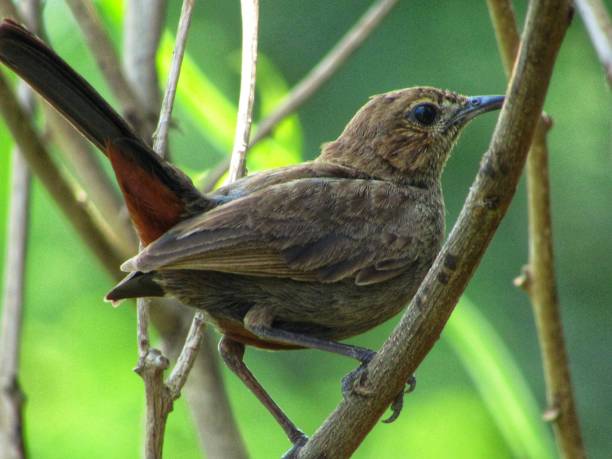 istock Indian robin bird stock photo 1253544690