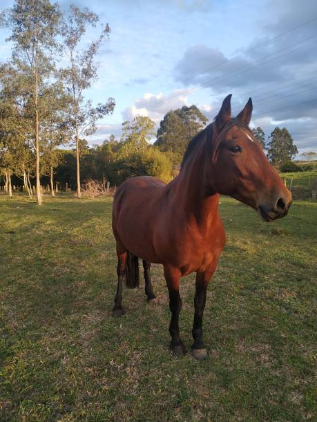 istock Horse Brazil 1253545358