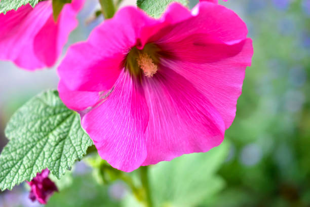 istock Multicolored mallow flowers on green bushes 1253546621