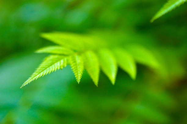 istock Bright green branches with fern like leaves 1253546626