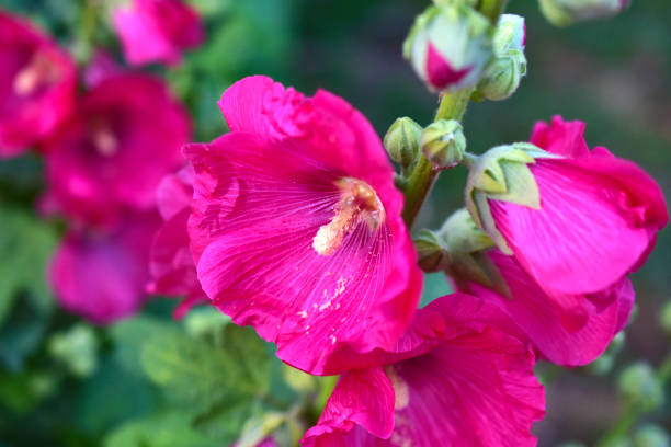 istock Multicolored mallow flowers on green bushes 1253547493