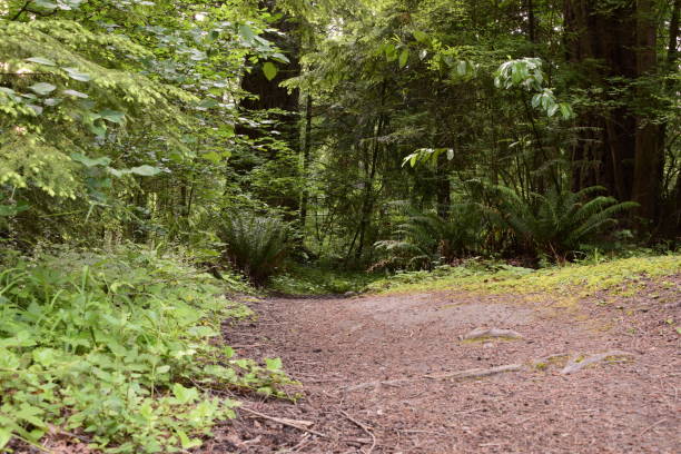 istock Footpath Going Through Idyllic Lush Forest On A Calm Morning 1253547766