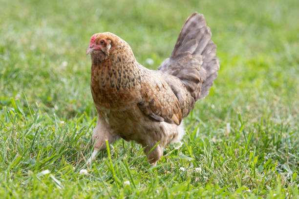 Free Range Easter Egger Chicken stock photo