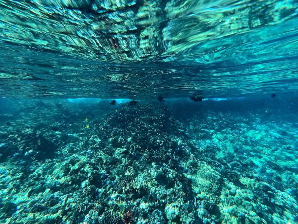 istock Snorkeling at Molokini Crater 1253547922