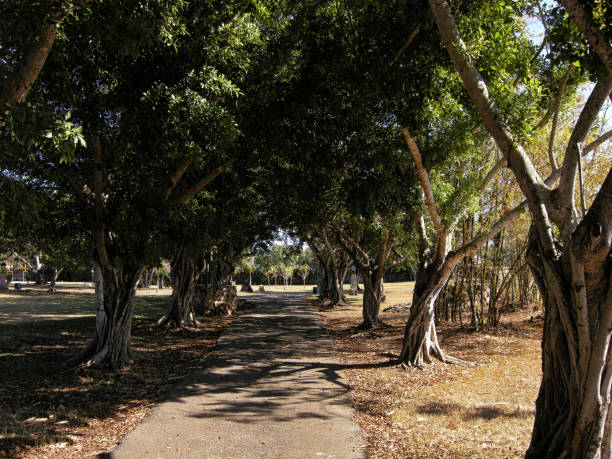 istock Shaded park path, Josone Park, Varadero, Cuba 1253549550