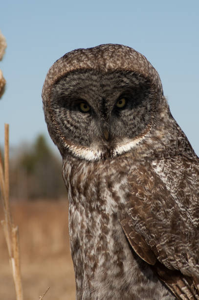 istock Great Gray Owl close up 1253549615