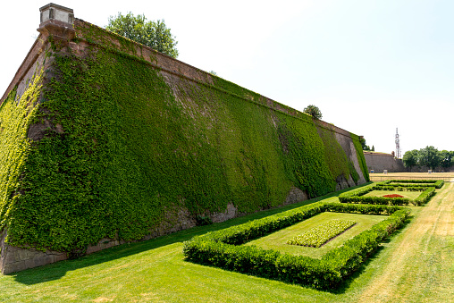 Ivy on wall and public park in Montjuic Hill, Barcelona, Spain.