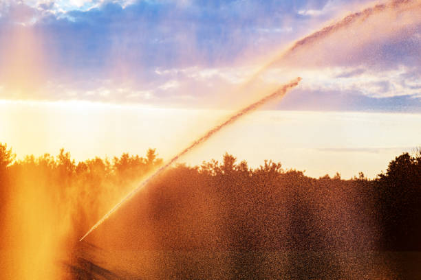 istock Agricultural Sprinkler in Carrot Field 1253550683