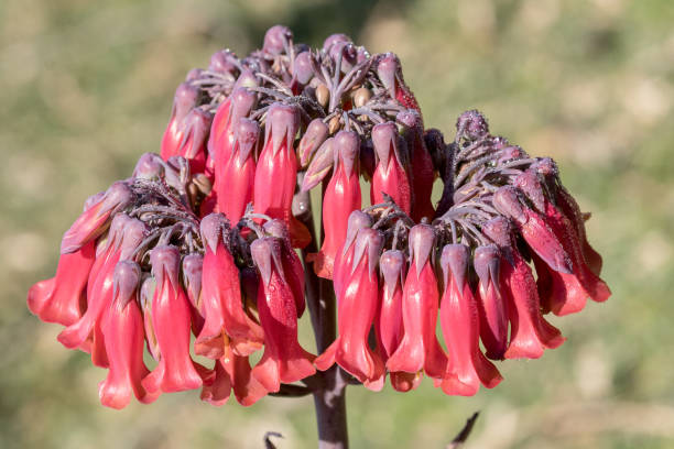 istock Mother of Millions 1253552839