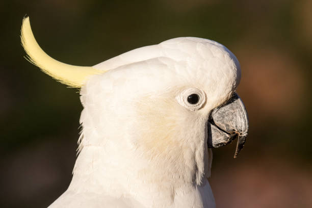 istock Sulphur-crested Cockatoo 1253552890