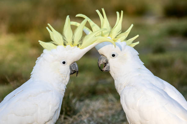 istock Sulphur-crested Cockatoo 1253552925