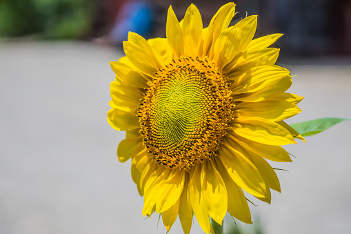 Sunflower with blurred background in the sunlight on a summer day three- quarter view.