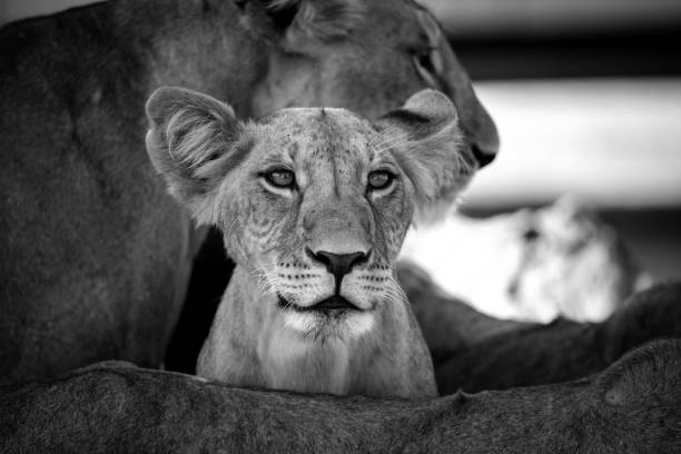 a small lion between his mothers legs is watching - lion africa safari south africa imagens e fotografias de stock